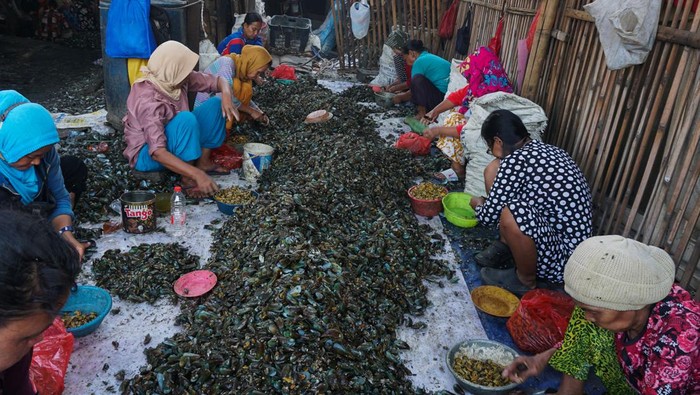Dua pekerja melepaskan daging kerang hijau dari cangkangnya di kawasan Cilincing, Jakarta, Senin (30/10/2023). Pengusaha kerang hijau di kawasan tersebut mengaku produksi kerang hijau meningkat mencapai satu kuintal dari sebelumnya sebanyak 70 kg per hari dengan harga jual Rp30 ribu - Rp35 ribu per kilogram. ANTARA FOTO/Rifqi Raihan Firdaus/wpa/aww.