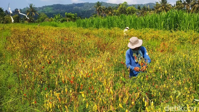 Salah seorang petani cabai yang ada di Desa Bungaya, Kecamatan Bebandem, Karangasem yang terancam gagal panen, Selasa (31/10/2023). (I Wayan Selamat Juniasa)