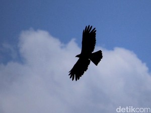 Langkah Pertamina Menjaga Eksistensi Garuda