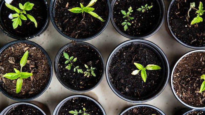 Jenis tanah untuk berkebun.