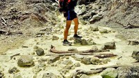 Area hutan mati menuju Kawah Ratu.