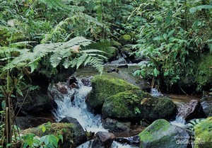 Fakta! Trekking Kawah Ratu Sangat Bersahabat untuk Pemula