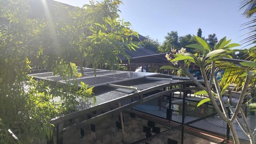 Turtle Conservartion and Education Center (TCEC) Serangan, Denpasar, Bali pada Selasa (31/10/2023). (Ni Made Lastri Karsiani Putri-detikBali)