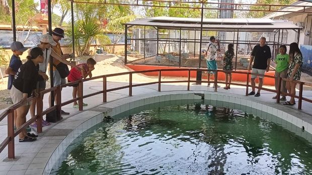 Turtle Conservartion and Education Center (TCEC) Serangan, Denpasar, Bali pada Selasa (31/10/2023). (Ni Made Lastri Karsiani Putri-detikBali)