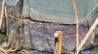 Ikan nila segar yang dibudidayakan di Waduk Greneng.