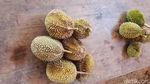 Potret Kampung Durian yang Unik di Blora, Kecil tapi Nendang