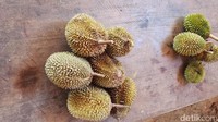 Duren malang mertanggung adalah sebutan buat stok duren yang tidak terlalu banyak kuantitasnya saat musim kemarau panjang seperti ini. Ketiadaan air untuk pembuahan juga membuat duren berukuran kecil-kecil