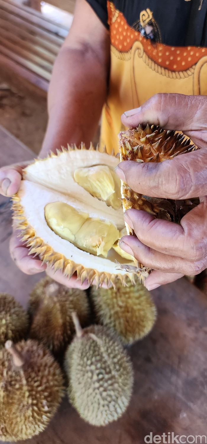 Agrowisata Nglawungan Blora Agrowisata Nglawungan Blora