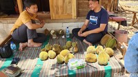 Jadi, meskipun berukuran kecil, rasa durian di Agrowisata Nglawungan Blora terasa cukup nendang dengan aroma yang juga cukup kuat. Traveler dari luar Kabupaten Blora.