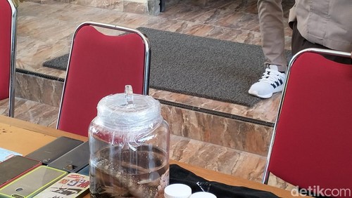 Anak komodo yang disimpan dalam toples berformalin.