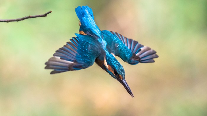 Burung Pekakak atau Kingfisher