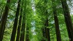 Ternyata Indah Sekali Nami Island, Lokasi Syuting Winter Sonata