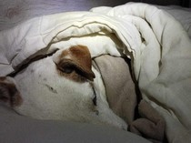 Seekor Anjing Terjebak di Pipa Air, Pemilik Didenda Rp 159,4 Juta
