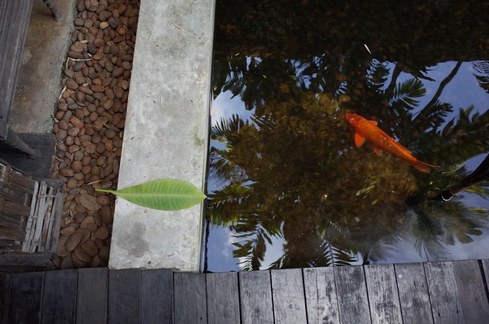 kolam ikan aplikasi kayu.