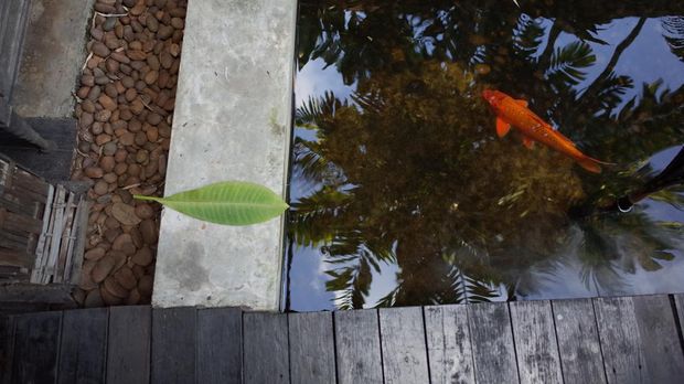 kolam ikan aplikasi kayu.