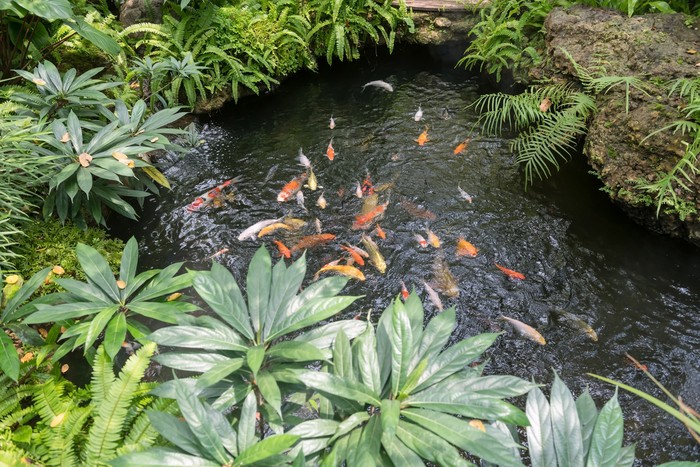 kolam ikan terbuka.