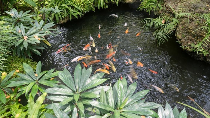 kolam ikan terbuka.