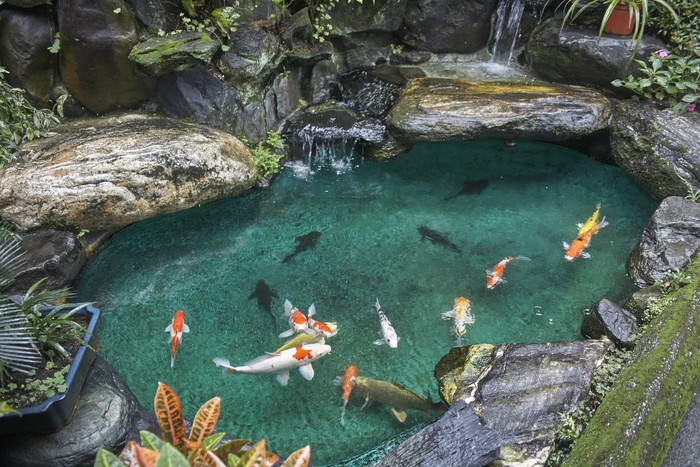 kolam ikan minimalis desain dinding batu alam.