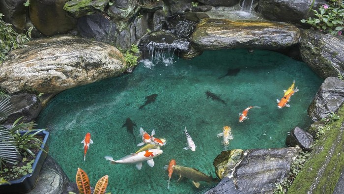 kolam ikan minimalis desain dinding batu alam.