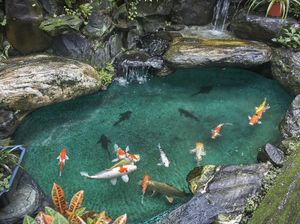 6 Tips Menjaga Air Kolam Ikan Tetap Jernih