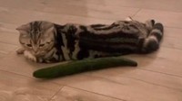 Kenapa Kucing Takut dengan Timun?