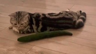 Kenapa Kucing Takut dengan Timun?