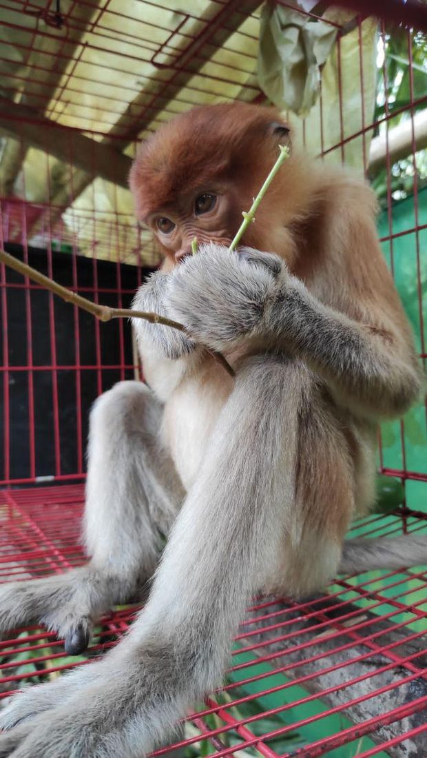 Lantamal Pontianak tangkap kapal asing yang bawa satwa dilindungi