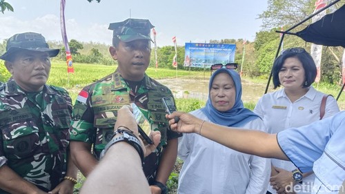 Lantamal VII Kupang bersama sejumlah instansi terkait saat melakukan tanam padi simbolis di Desa Kuanheum, Kecamatan Amabi Oefeto, Kabupaten Kupang, NTT. (Yufengki Bria/detikBali).