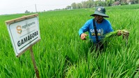 Petani mengecek tanaman padi varietas Gamagora 7.  