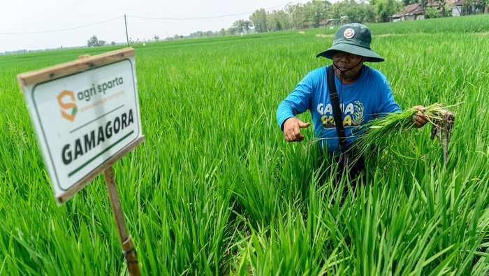 Drone menyemprotkan pupuk cair di area tanaman padi Gamagora 7 di Guyung, Gerih, Ngawi, Jawa Timur, Rabu (1/11/2023). Pusat Inovasi Agroteknologi Univeristas Gadjah Mada (PIAT UGM) bekerjasama dengan PT. Agri Sparta Indonesia dan PT Wahana Inti Makmur,Tbk telah mengembangkan varietas padi Gamagora 7 dengan sejumlah keunggulan di antaranya, dapat dipanen kurang dari 110 hari, produktifitas 10 ton per hektare, anakan batang padi banyak dan tumbuh serempak.