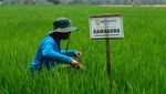 Mengintip Drone Wira-wiri Tebar Pupuk di Sawah