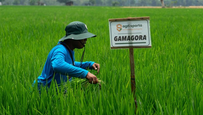 Drone menyemprotkan pupuk cair di area tanaman padi Gamagora 7 di Guyung, Gerih, Ngawi, Jawa Timur, Rabu (1/11/2023). Pusat Inovasi Agroteknologi Univeristas Gadjah Mada (PIAT UGM) bekerjasama dengan PT. Agri Sparta Indonesia dan PT Wahana Inti Makmur,Tbk telah mengembangkan varietas padi Gamagora 7 dengan sejumlah keunggulan di antaranya, dapat dipanen kurang dari 110 hari, produktifitas 10 ton per hektare, anakan batang padi banyak dan tumbuh serempak.