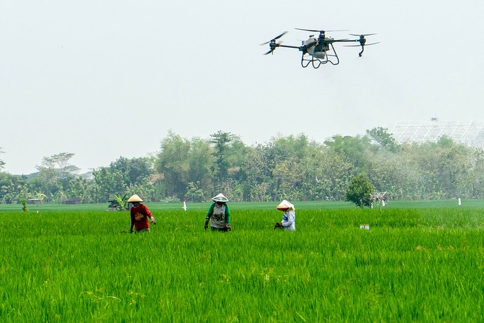 Drone menyemprotkan pupuk cair di area tanaman padi Gamagora 7 di Guyung, Gerih, Ngawi, Jawa Timur, Rabu (1/11/2023). Pusat Inovasi Agroteknologi Univeristas Gadjah Mada (PIAT UGM) bekerjasama dengan PT. Agri Sparta Indonesia dan PT Wahana Inti Makmur,Tbk telah mengembangkan varietas padi Gamagora 7 dengan sejumlah keunggulan di antaranya, dapat dipanen kurang dari 110 hari, produktifitas 10 ton per hektare, anakan batang padi banyak dan tumbuh serempak.