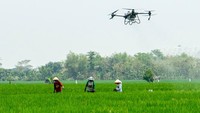 Drone menyemprotkan pupuk cair di area tanaman padi Gamagora 7 di Guyung, Gerih, Ngawi, Jawa Timur, Rabu (1/11/2023).  