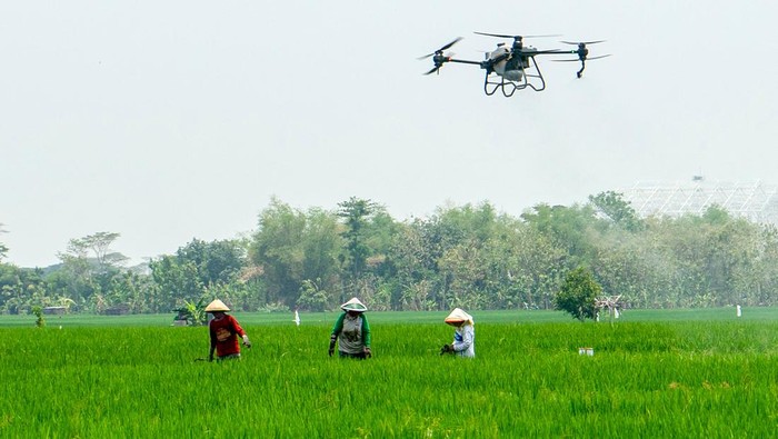 Mengintip Drone Wira-wiri Tebar Pupuk di Sawah Drone menyemprotkan pupuk cair di area tanaman padi Gamagora 7 di Guyung, Gerih, Ngawi, Jawa Timur, Rabu (1/11/2023). Pusat Inovasi Agroteknologi Univeristas Gadjah Mada (PIAT UGM) bekerjasama dengan PT. Agri Sparta Indonesia dan PT Wahana Inti Makmur,Tbk telah mengembangkan varietas padi Gamagora 7 dengan sejumlah keunggulan di antaranya, dapat dipanen kurang dari 110 hari, produktifitas 10 ton per hektare, anakan batang padi banyak dan tumbuh serempak.