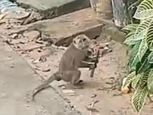 Monyet Liar Ganggu Permukiman Warga Batam, Ada yang Sempat Bawa Pisau