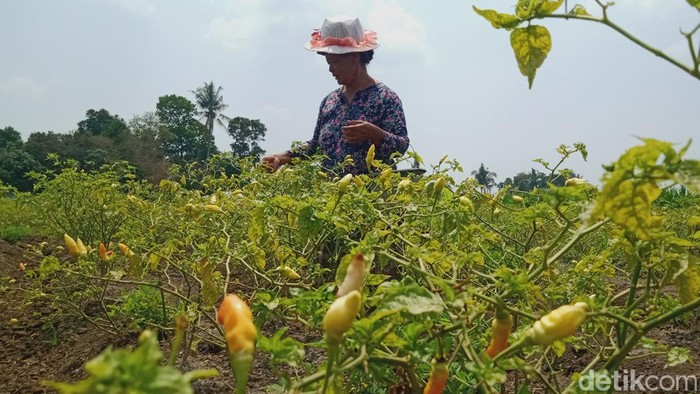 Petani cabai di Klaten, Rabu (1/11/2023).