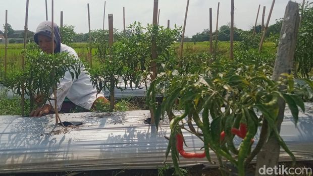 Petani cabai di Klaten, Rabu (1/11/2023).