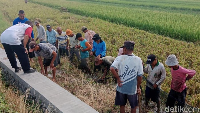 Petani Desa Pundungan, Kecamatan Juwiring gropyokan hama tikus.