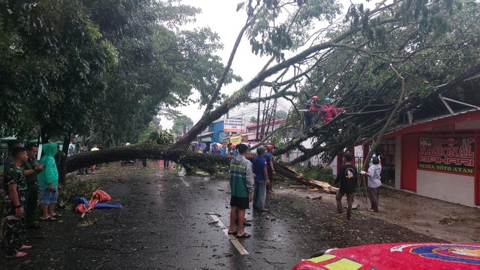 Pohon tumbang di Kota Bogor