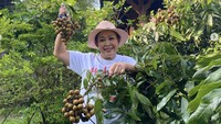 Kini Titiek Soeharto menjalani usaha Waroeng Kopi Klotok Cisarua. Di halamannya ia menanam beragam pohon dan senang ketika berhasil memanen, seperti ketika panen kelengkeng ini. Foto: Instagram titieksoeharto