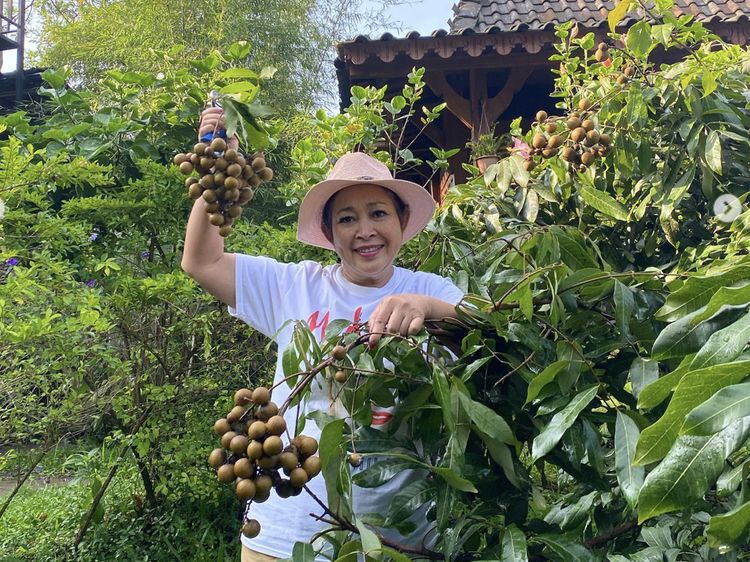 Serunya Titiek Soeharto Saat Panen Lengkeng dan Masak Steak
