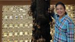 Serunya Titiek Soeharto Saat Panen Lengkeng dan Masak Steak