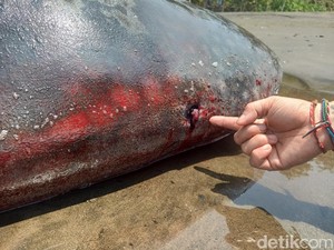 Kasihan, Plastik dan Stik Es Krim Ditemukan di Perut Bangkai Hiu Paus