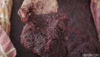 Hal ini dimanfaatkan warga untuk berburu cacing merah.