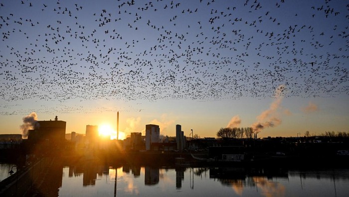 Snow geese are seen during their migratory movements at the Reservoir Beaudet, in Victoriaville, Quebec, Wednesday, Nov. 1, 2023. (Bernard Brault/The Canadian Press via AP)