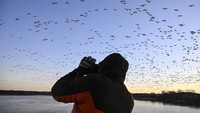 Angsa salju berkembang biak di utara garis kayu di Greenland, Kanada, Alaska, dan ujung timur laut Siberia, dan menghabiskan musim dingin di bagian hangat Amerika Utara dari British Columbia bagian barat daya melalui sebagian Amerika Serikat hingga Meksiko.