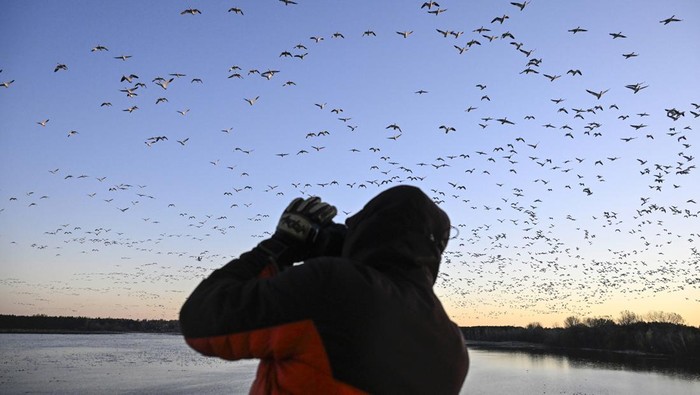 Canada Snow Goose Migration Snow geese are seen during their migratory movements at the Reservoir Beaudet, in Victoriaville, Quebec, Wednesday, Nov. 1, 2023. (Bernard Brault/The Canadian Press via AP)