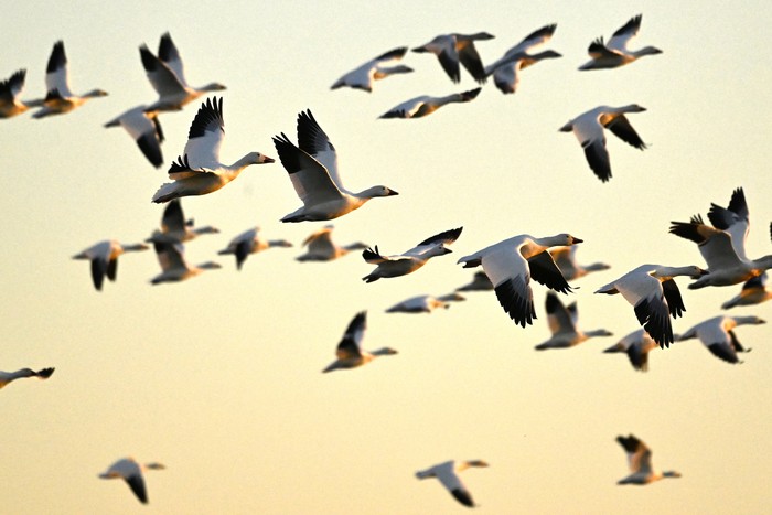 Snow geese are seen during their migratory movements at the Reservoir Beaudet, in Victoriaville, Quebec, Wednesday, Nov. 1, 2023. (Bernard Brault/The Canadian Press via AP)