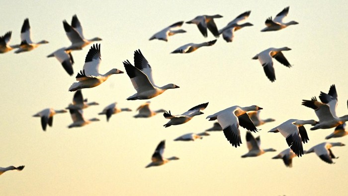 Snow geese are seen during their migratory movements at the Reservoir Beaudet, in Victoriaville, Quebec, Wednesday, Nov. 1, 2023. (Bernard Brault/The Canadian Press via AP)